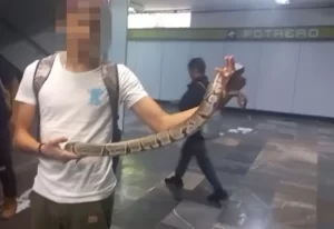 Joven metió una serpiente al metro de CDMX y fue detenido 