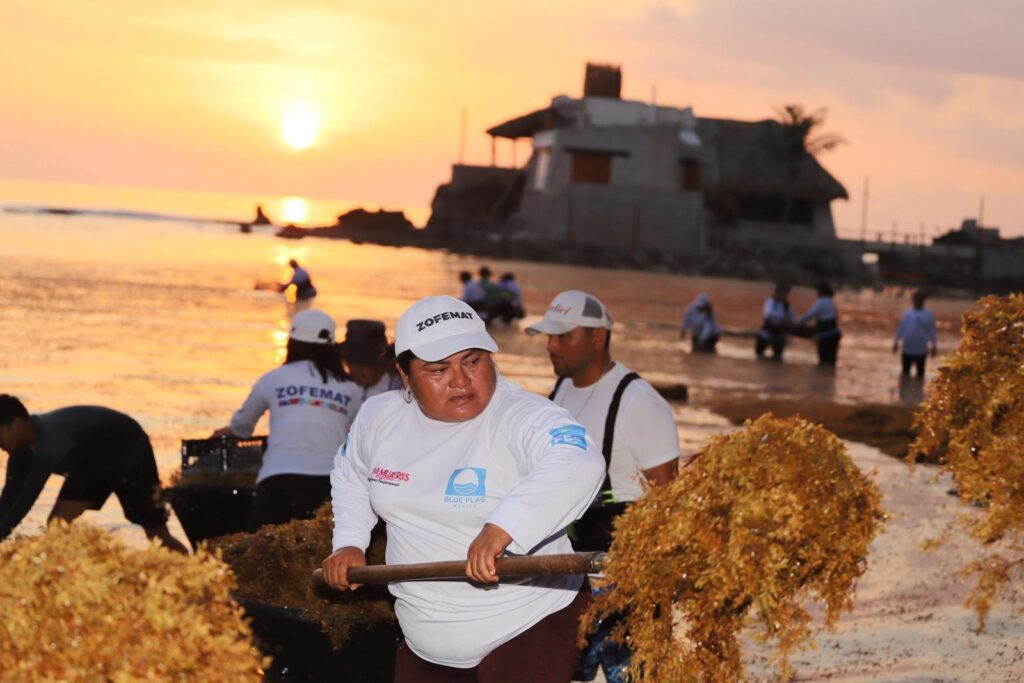 ¡Unidos contra el sargazo! Ciudadanos de Isla Mujeres y Zofemat siguen trabajando en limpieza de playas