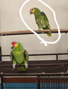 Pintan a loros con químicos agresivos para venderlos más caros en Yucatán 
