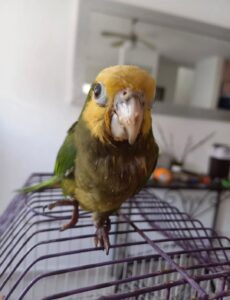 Pintan a loros con químicos agresivos para venderlos más caros en Yucatán 