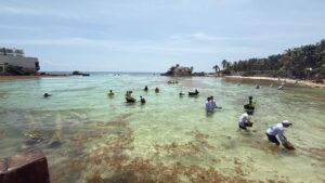 Zofemat atiende recale atípico de sargazo en Isla Mujeres de más de 140 toneladas