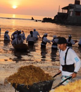¡Unidos contra el sargazo! Ciudadanos de Isla Mujeres y Zofemat siguen trabajando en limpieza de playas