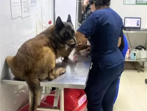 Perrito se queda sin una pata tras salvar a 36 soldados de una bomba 