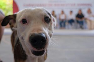 Realizan primera Caravana del Bienestar Animal con 50 esterilizaciones para perritos