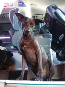 Perrito trabaja en dos países después de ser rescatado de la calle