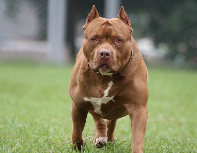 Ataque de pitbull