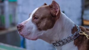 Ataque de pitbull 0