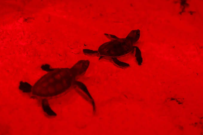 Tortugas Marinas en Cancún