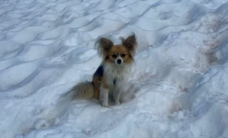 Chihuahua guía a rescatistas y salva la vida de su humano en un glaciar suizo