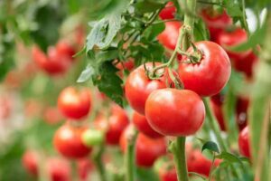Claudia Sheinbaum defiende exportacion del tomate 00