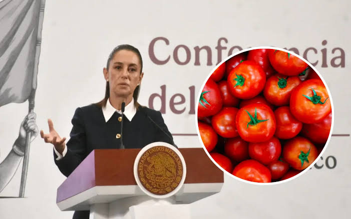 Claudia Sheinbaum defiende exportación del tomate