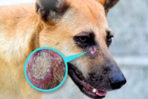 Aumentan casos de gusano barrenador en perros en México
