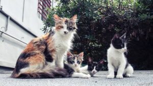 Envenamiento masivo de gatos en Cancun 5