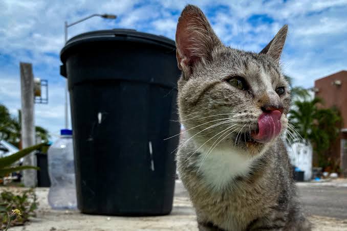 Envenamiento masivo de gatos en Cancún