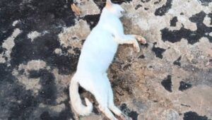 Envenenamiento masivo de gatos en Cancun 1