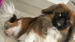 Perrito muere por asfixia tras ser obligado a viajar en maletero de autobús