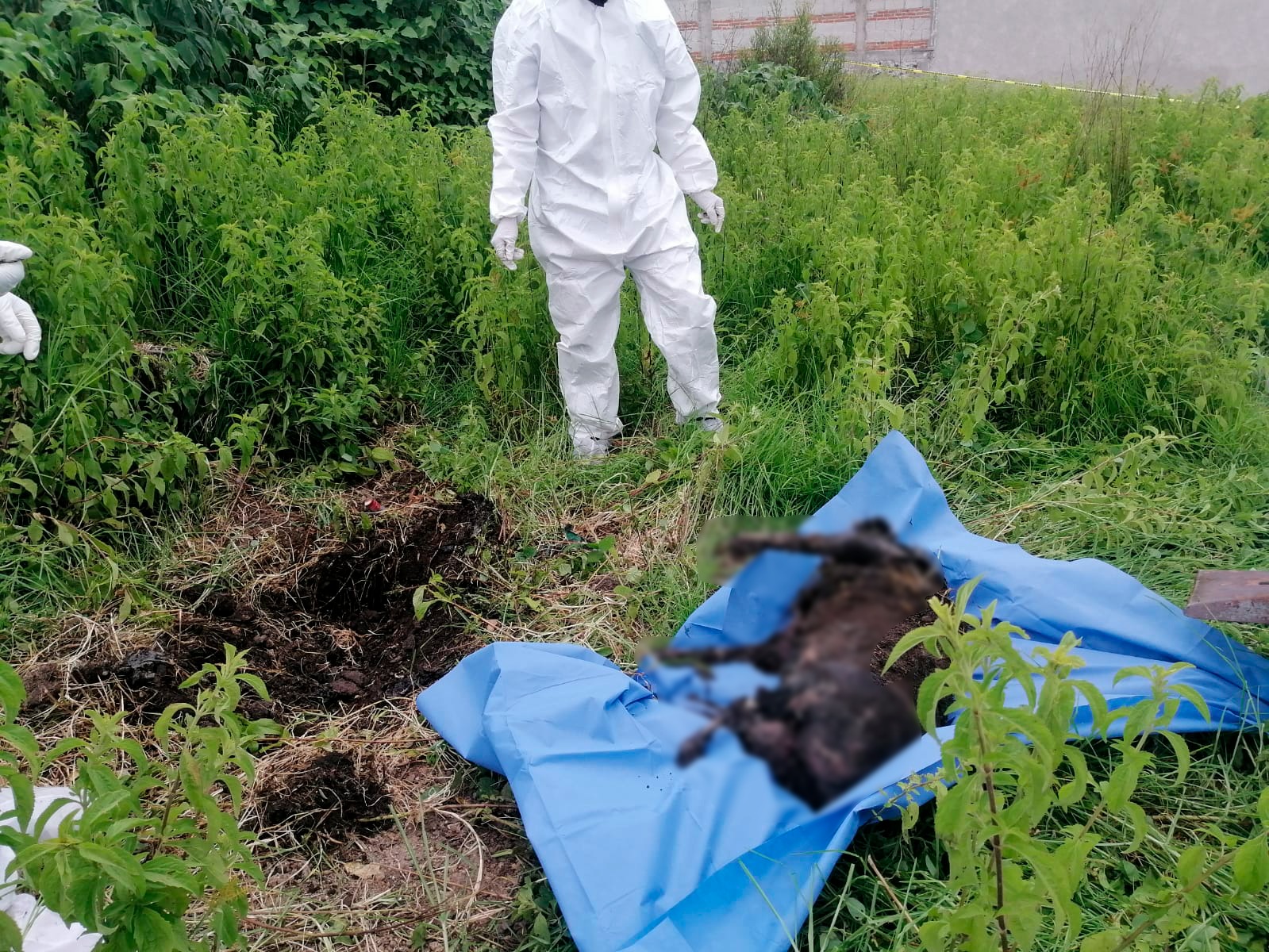 Puebla exhuma a perrito por caso de crueldad animal