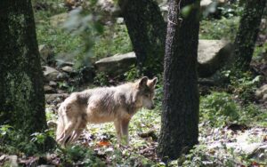 Hallan a primer lobo mexicano silvestre nacido en Chihuahua