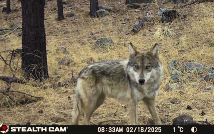 Hallan a primer lobo mexicano silvestre nacido en Chihuahua