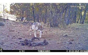 Hallan a primer lobo mexicano silvestre nacido en Chihuahua