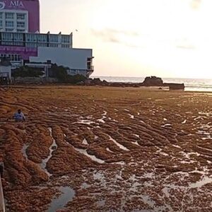 Recale atípico e intenso de sargazo sorprendió madrugada a Isla Mujeres