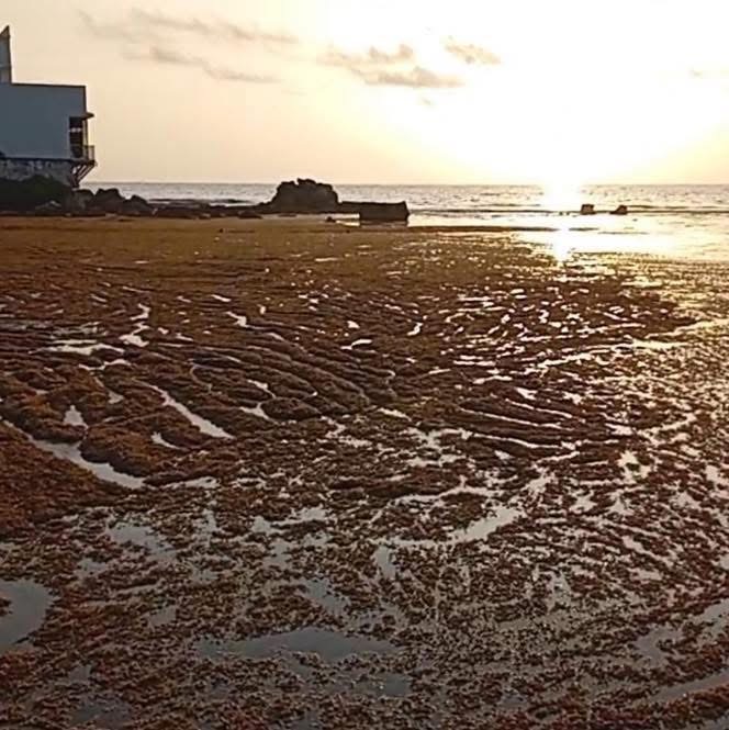 Recale atípico e intenso de sargazo sorprendió madrugada a Isla Mujeres