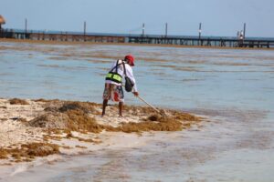 Zofemat atiende recale atípico de sargazo en Isla Mujeres de más de 140 toneladas