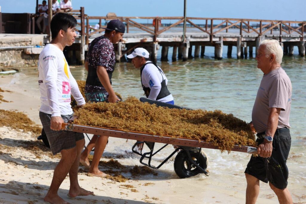 Zofemat atiende recale atípico de sargazo en Isla Mujeres de más de 140 toneladas