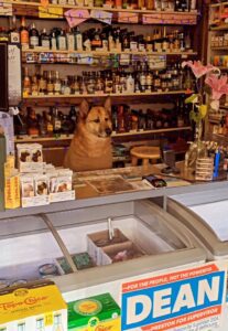 Major, el perrito que atiende una tienda y conquista las redes sociales 