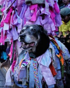 Mazapán, el perrito que vuelve a brillar en la Guelaguetza 2025