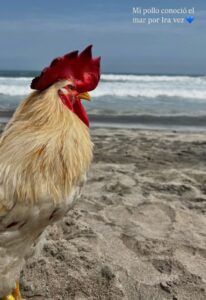 Gallo conoce el mar por primera vez  y conmueve a muchos 