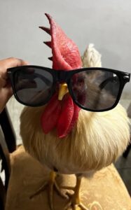 Gallo conoce el mar por primera vez  y conmueve a muchos 