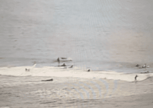 Tiburón volador choca contra el rostro de un turista 
