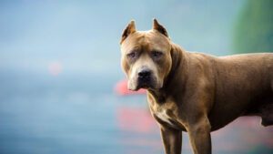ataque de pitbull 6