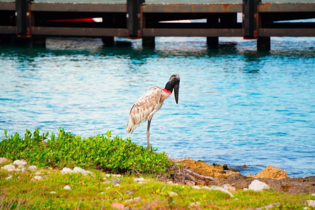 Registra por primera vez en Cozumel a la Cigüeña Jabirú, especie en peligro de extinción
