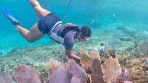 Continúa la restauración de corales en Parque Nacional Arrecifes de Cozumel
