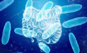 Vibrio vulnificus