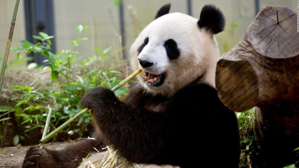 Sedema advierte: Xin Xin podría ser la última panda gigante en Chapultepec