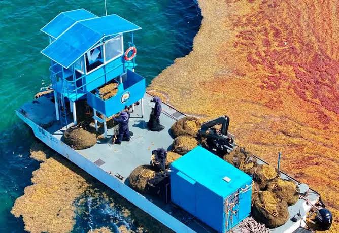 Semar despliega 34 embarcaciones y 400 elementos para combatir el sargazo en Quintana Roo en 2025