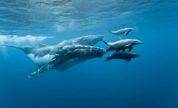 23 de julio: Día Mundial de las Ballenas y Delfines, ¿qué significa y por qué es importante?