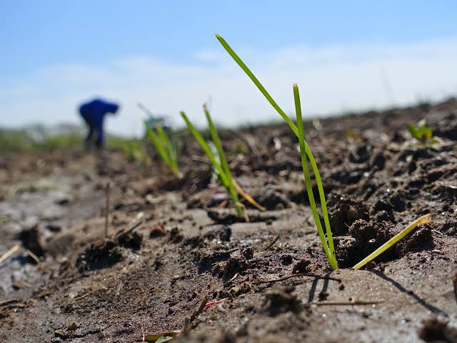 Contaminación agrícola: detectan microplásticos en cultivos de verduras