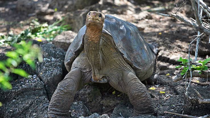 La increíble historia de Jorge, la tortuga que volvió al mar tras 40 años en cautiverio