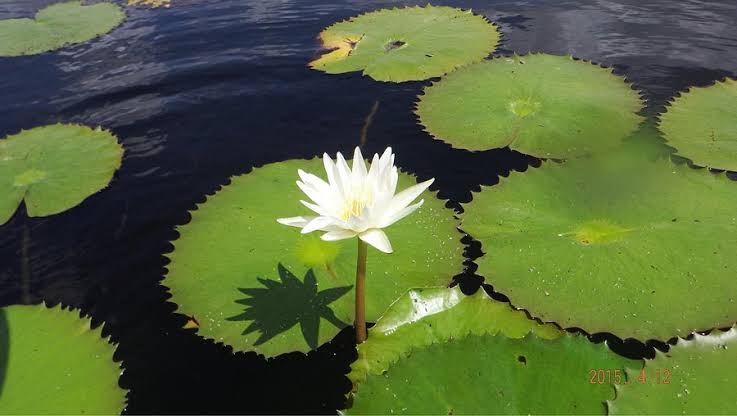 Solferino: Naturaleza viva en el corazón de Quintana Roo