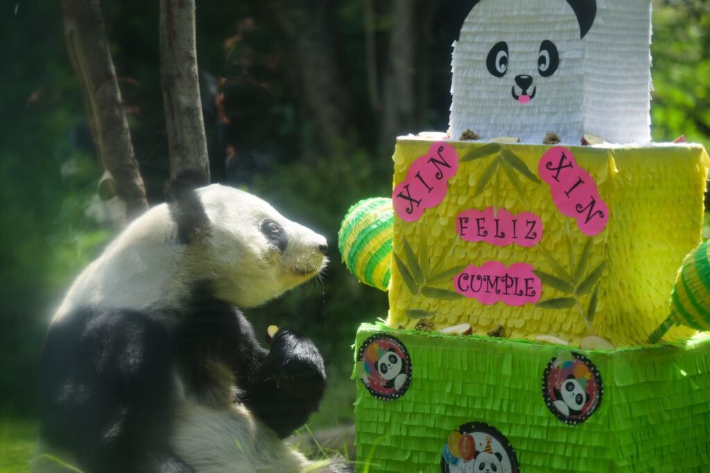 Conoce la historia de Xin Xin, la única panda gigante mexicana que aún vive