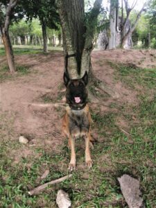 Perrito se queda sin una pata tras salvar a 36 soldados de una bomba 