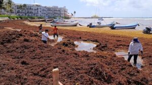 Transforman sargazo en sandalias ecológicas en Quintana Roo