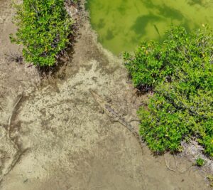 Nuevas posibles especies de cocodrilos de Cozumel, saldrán en documental internacional