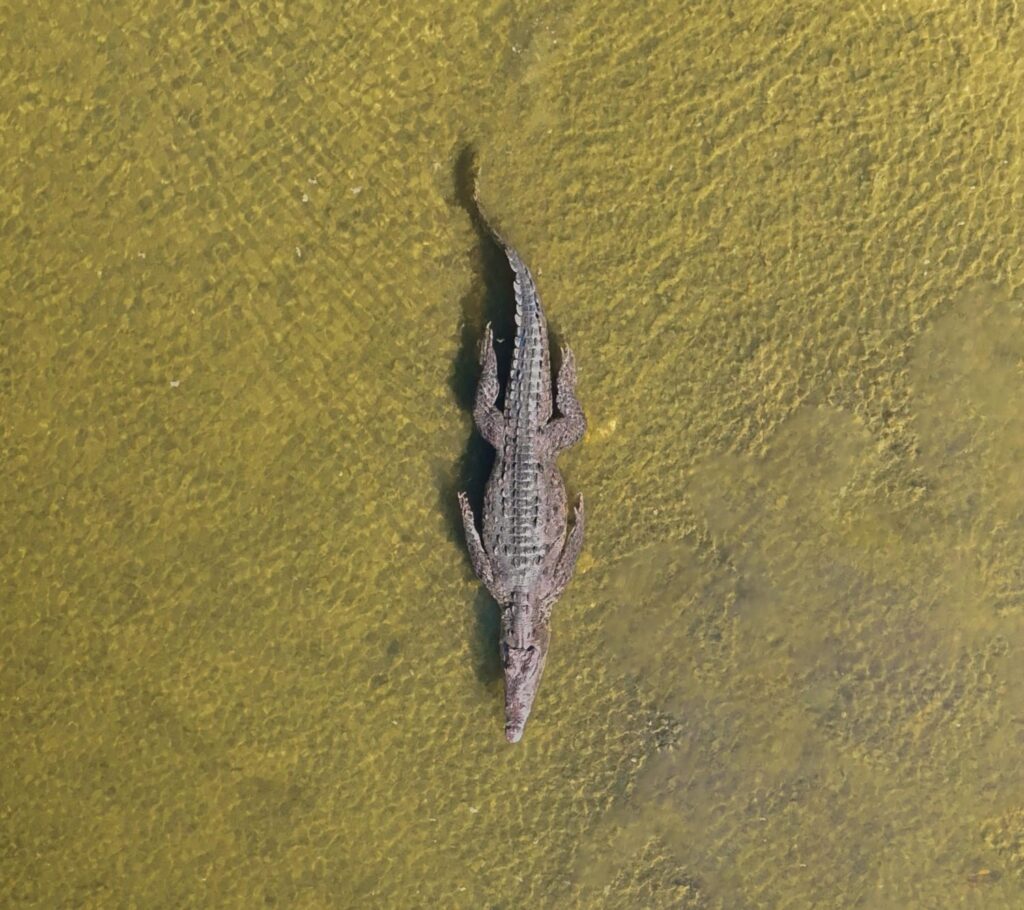 Nuevas posibles especies de cocodrilos de Cozumel, saldrán en documental internacional