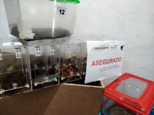 Profepa asegura 55 animales silvestres en tienda de mascotas 