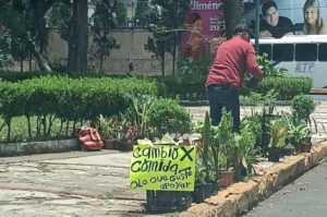 Un abuelito de 61 años  de Veracruz  encontró en el trueque de plantas una manera de enfrentar la falta de empleo
